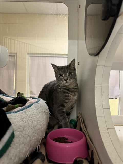 adoptable Cat in Vero Beach, FL named ZYLA