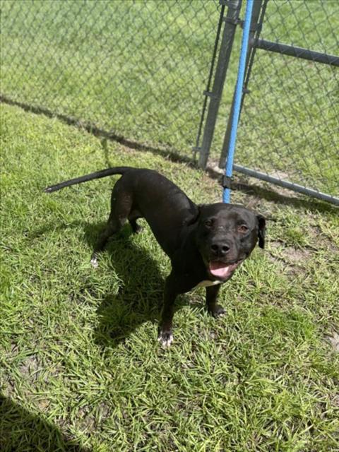 adoptable Dog in Vero Beach, FL named AUSTIN