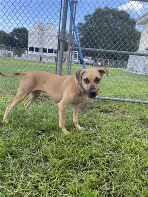 adoptable Dog in Vero Beach, FL named MADISON