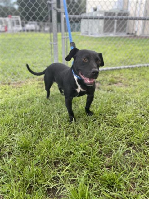 adoptable Dog in Vero Beach, FL named BOSTON