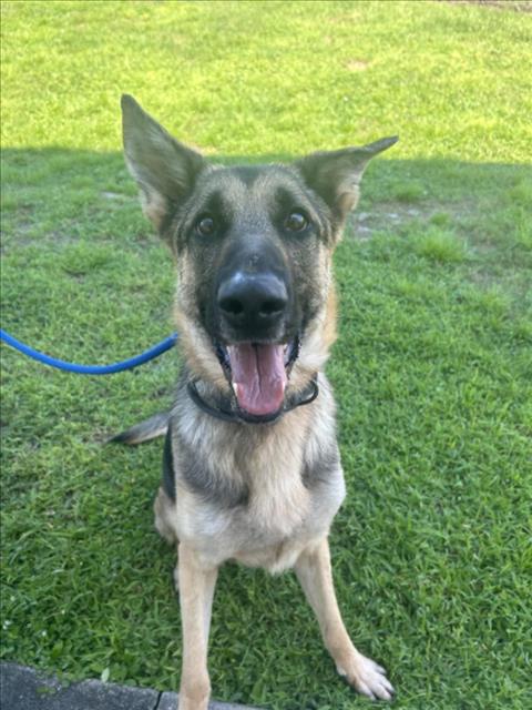 adoptable Dog in Vero Beach, FL named TUGO