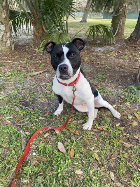 adoptable Dog in Vero Beach, FL named SHEA