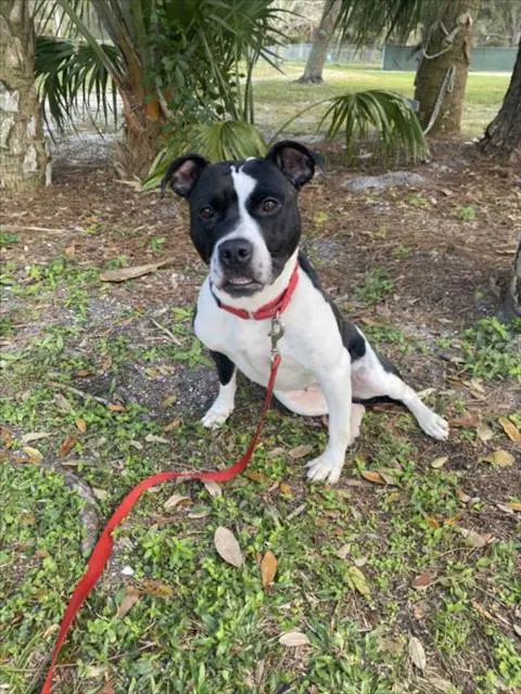 Shea - Pit Bull Terrier