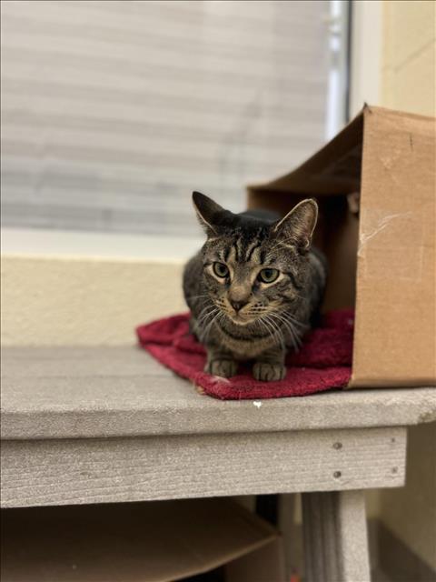 adoptable Cat in Vero Beach, FL named BB