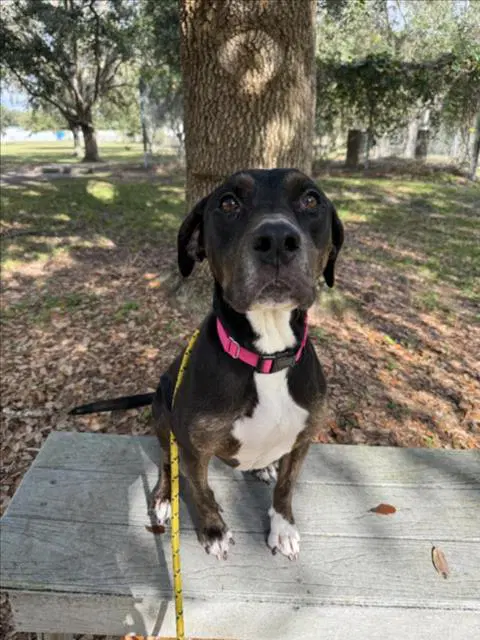 Daisy - Black and Tan Coonhound