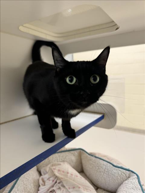 adoptable Cat in Vero Beach, FL named BRITTANY