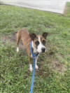 adoptable Dog in  named DAISY