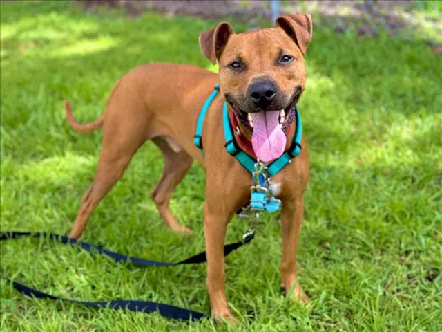 Rocko - Pit Bull Terrier