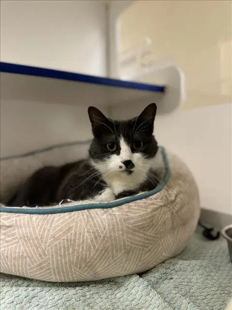 Swift - Domestic Short Hair