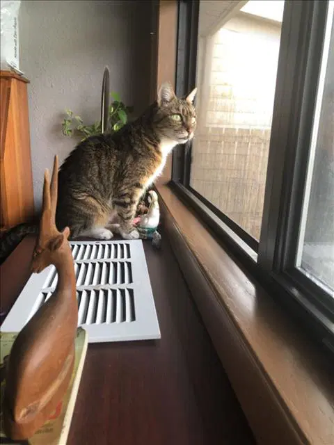 Tallie - Domestic Short Hair