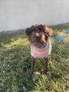 adoptable Dog in , FL named BINDI