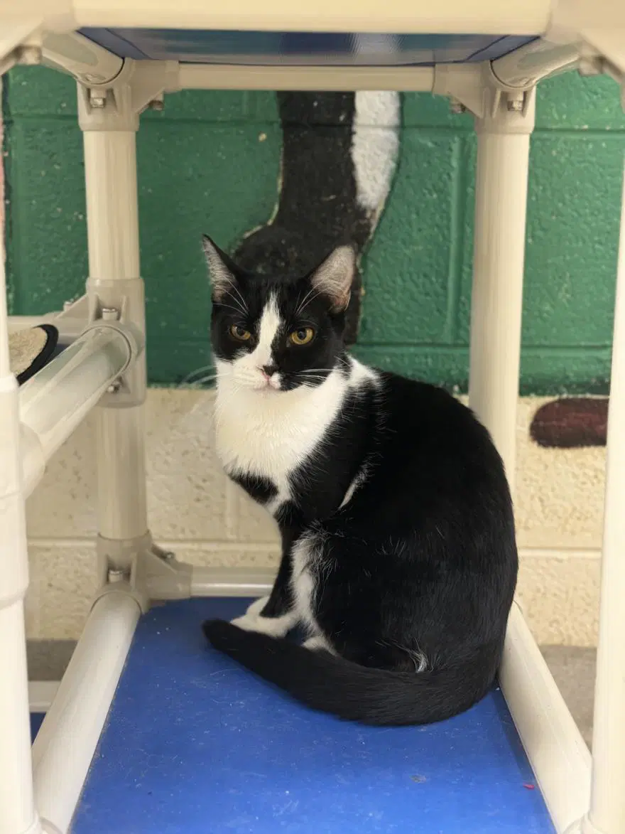 Mella - Domestic Short Hair