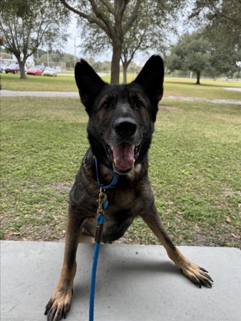 picture of the dog needing adoption