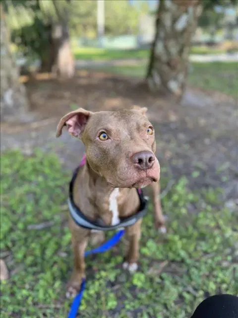 Gatsby - Pit Bull Terrier
