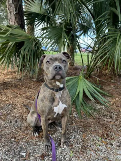 Magda - Pit Bull Terrier