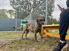 adoptable Dog in  named VADA