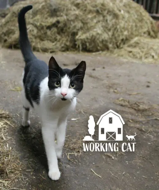 Crane - Domestic Short Hair