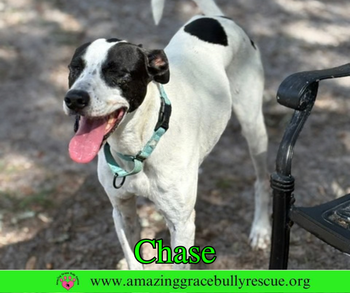 Chase, an adoptable Pointer in Milton, FL
