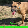North