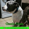 Gentle Giant (GG)