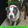 Gentle Giant (GG)