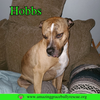 Hobbs