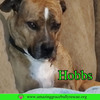 Hobbs