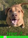adoptable Dog in pensacola, FL named Ginger