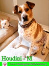 Houdini (Dini)