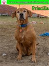 adoptable Dog in pensacola, FL named Priscilla