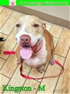 adoptable Dog in pensacola, FL named Kingston