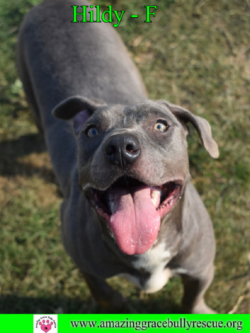 adoptable Dog in Pensacola, FL named Hildy