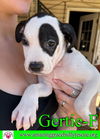 Gertie