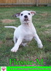 Flossie