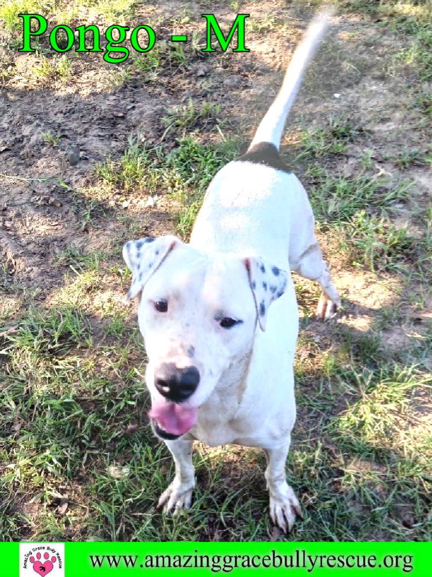 adoptable Dog in Pensacola, FL named Pongo
