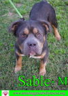 Sable