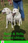 Bella & Butch, Bonded Siblings
