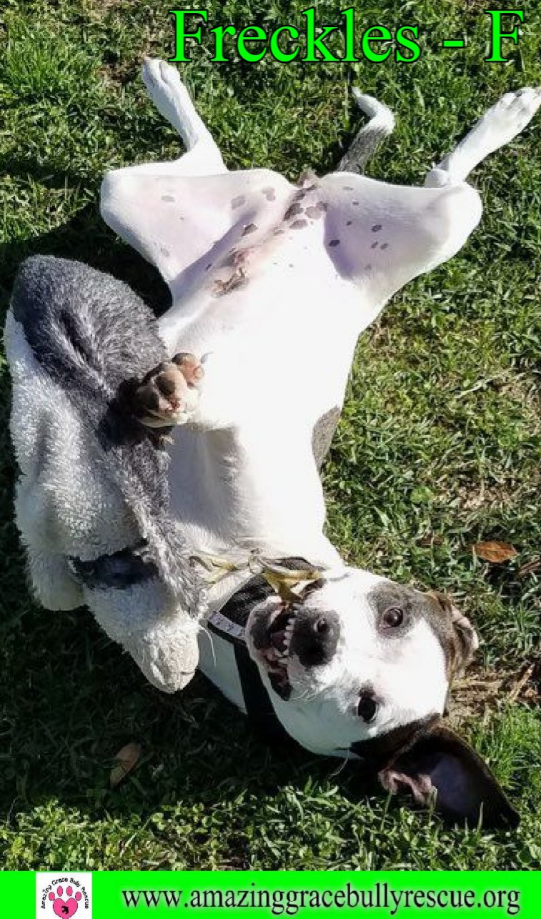 adoptable Dog in Pensacola, FL named Freckles