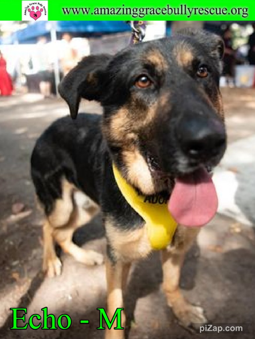 adoptable Dog in Pensacola, FL named Echo