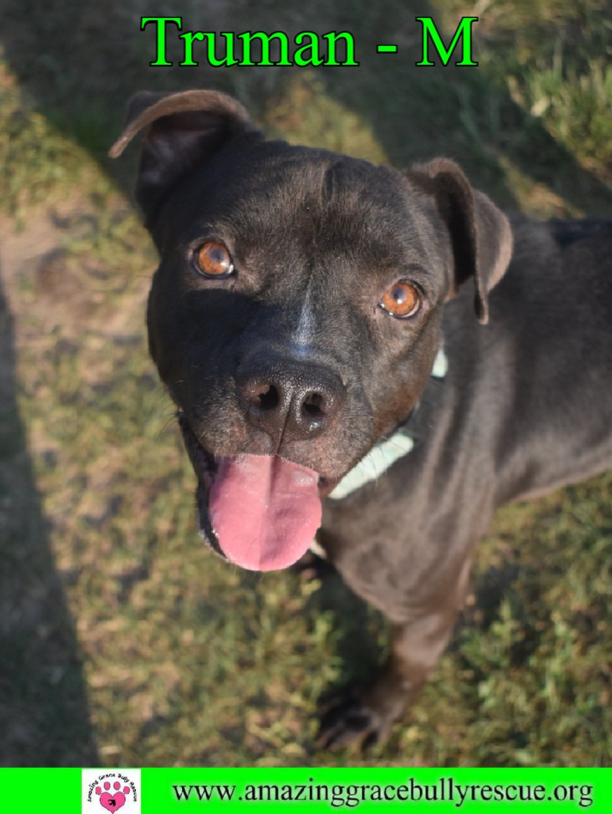 adoptable Dog in Pensacola, FL named Truman