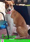 adoptable Dog in pensacola, FL named Luxor