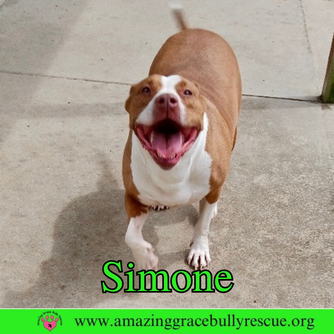 adoptable Dog in Pensacola, FL named Simone