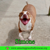 adoptable Dog in  named Simone