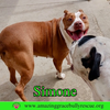 Simone - Photo 10