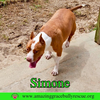 Simone - Photo 11
