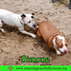 Simone - Photo 12