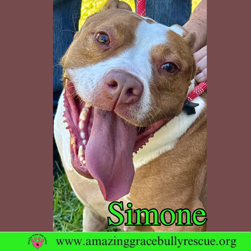 SIMONE - American Staffordshire Terrier available for adoption
