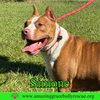 Simone - Photo 3