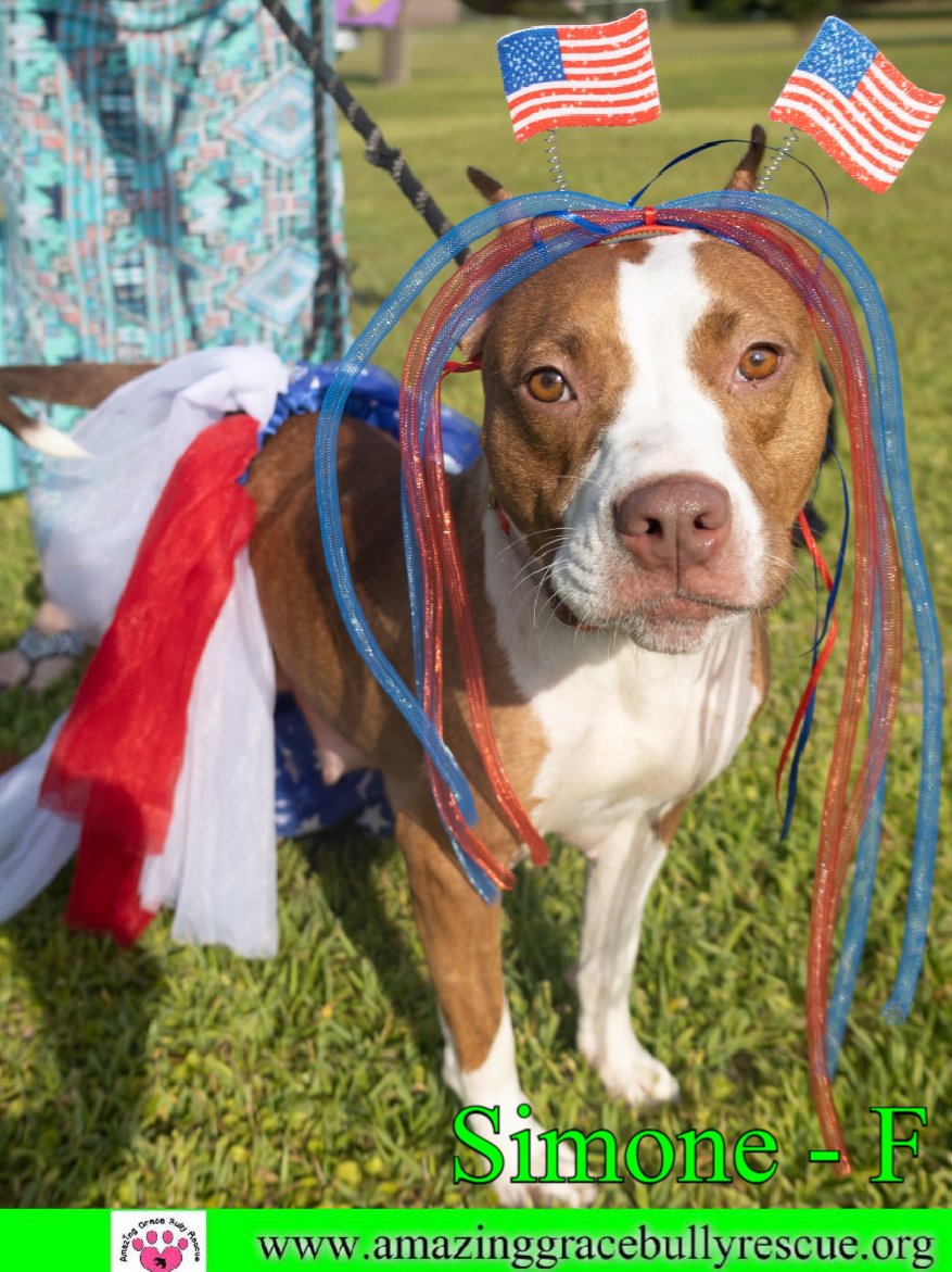adoptable Dog in Pensacola, FL named Simone