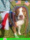 adoptable Dog in pensacola, FL named Simone